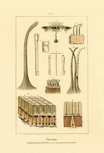 Menneskehud, 1833-39 av French School